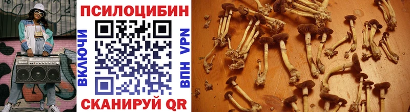 сайты даркнета формула  Багратионовск  Галлюциногенные грибы Psilocybe 